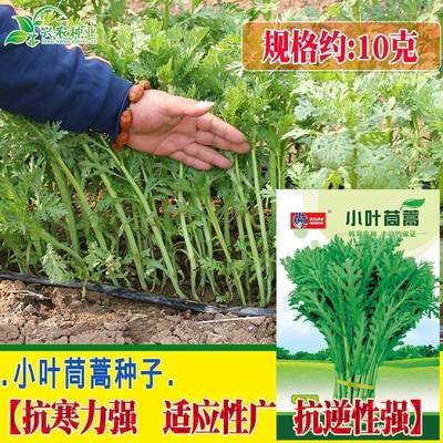 种子 广茼蒿抗寒小叶适 香味横溢 多次采收 四季栽培春秋蔬菜种子