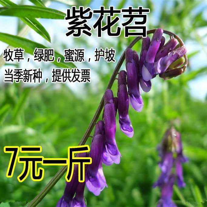 果园绿肥光叶紫花种子苕长柔毛野豌豆毛苕子养蜂蜜源植物牧草草籽 床上用品 其它 原图主图