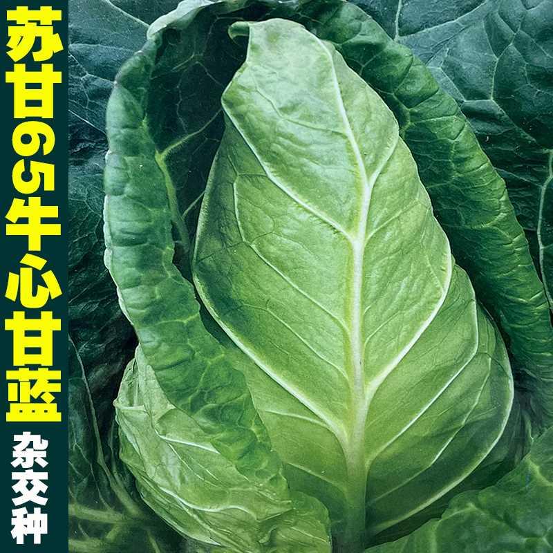 65种子苏甘牛心甘蓝杂交莲花白卷心菜鸡心尖顶包菜种籽蔬菜种子孑