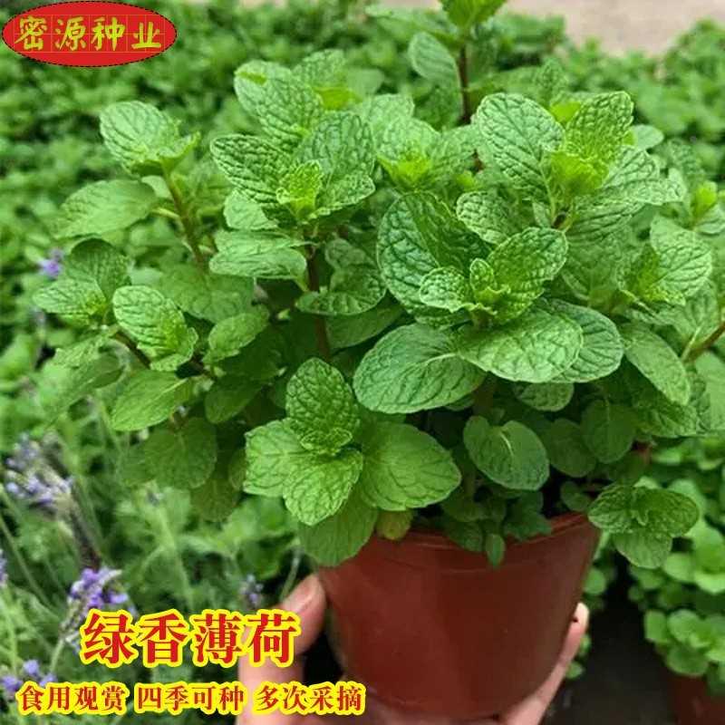 种子可防绿香薄荷驱蚊香草种籽春秋四季阳台盆栽菜园农家蔬菜种孑