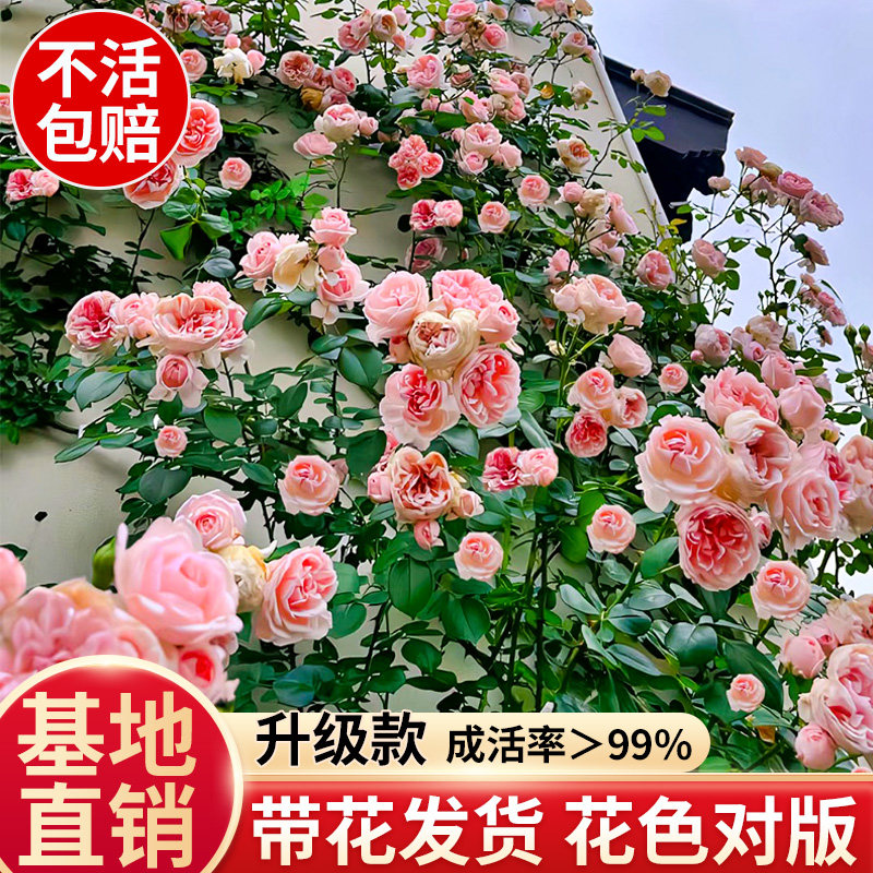 蔷薇花苗藤本月季特大花浓香型庭院阳台爬藤植物盆栽玫瑰四季开花图片