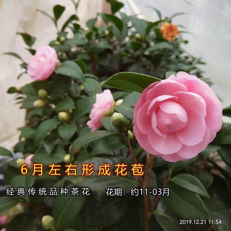 茶花种类图片及名称 粉霞茶花 伤感说说吧