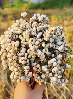 小白果北欧干花装饰森系干花果花环材料永生小花束乌桕小白豆