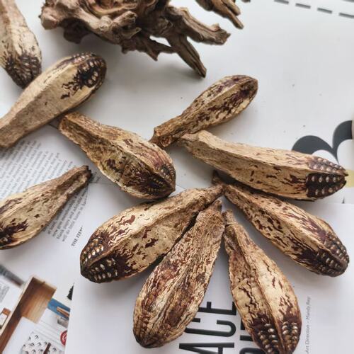 鹦鹉啃咬玩具diy材料天然杨桃果干磨牙解闷果实杨桃果干
