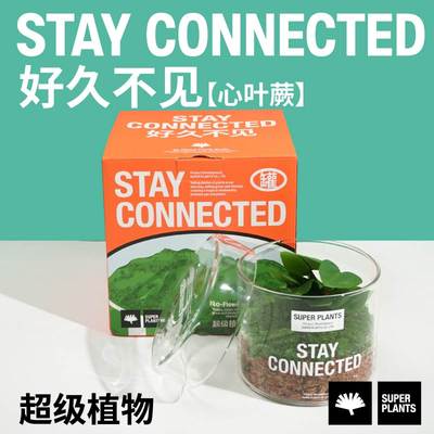 好久不见苔藓微景观私人草坪办公室桌面绿植摆件生日礼物