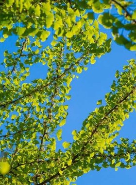 new popular  Decor material Dightal printing V printed suspe