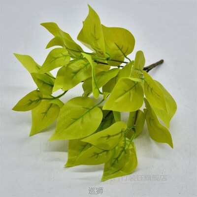 Lamination Model Epipremnum Aureum Pothos Model Plant Wall w