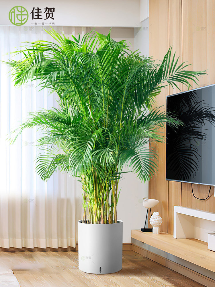 客厅绿色植物散尾葵大型绿植凤尾竹室内盆栽轻奢夏威夷竹好养花卉