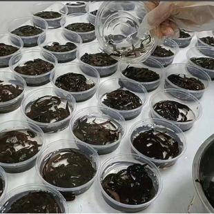 蚂蟥批发活蚂蝗活水蛭人工饲养钓鱼活饵鱼饵钓鱼蚂蟥饵江团黄辣丁