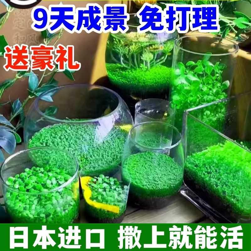 水草种子小对叶水草水草四季常青造景底砂不免洗泥鱼缸浑水抗冻种