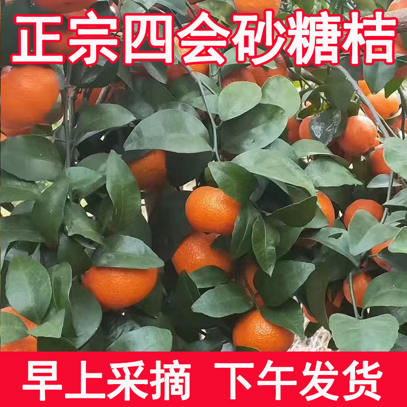 正宗广东四会砂糖桔新鲜孕妇水果蜜桔当季甜蜜砂糖桔子产地直发