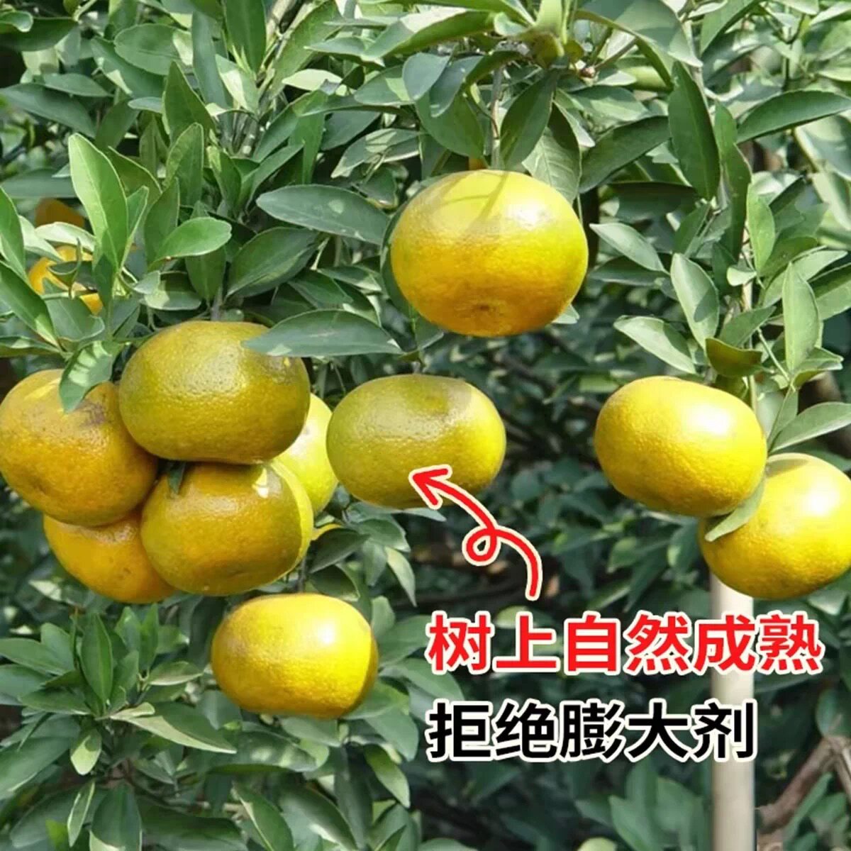 现摘新鲜江门新会陈皮柑茶枝柑青柑二红大红陈皮茶鲜果四会柑水果