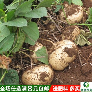 牧马山地瓜种子水果地瓜番薯种籽凉薯茎叶四季春蔬菜沙葛清凉土瓜