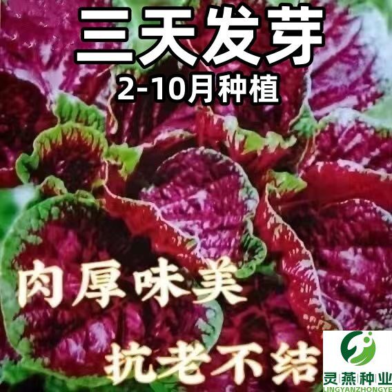 圆叶红苋菜种子速生汉菜籽春夏秋播种柳叶苋菜阳台盆栽蔬菜种子