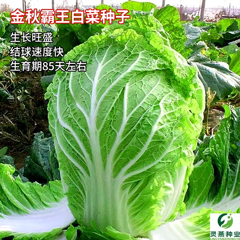 金秋霸王大白菜种子 秋播冬储中晚熟可过冬白菜种孑蔬菜种籽大全