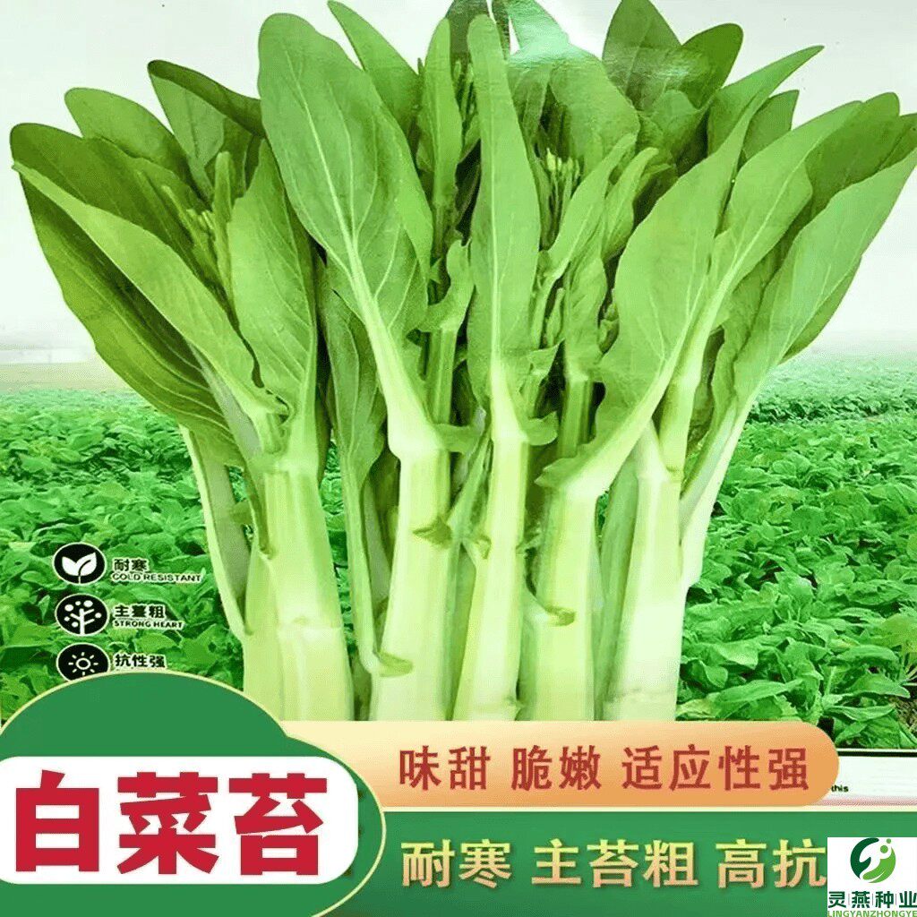 甜脆早熟白菜苔种子菜种籽秋冬季种白菜心种孑蔬菜种四季菜薹种籽