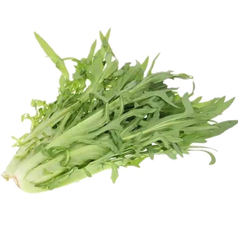四季花芽甜麦菜种子籽苦荬菜油麦猪肚香麦菜四季易播大田农家盆栽