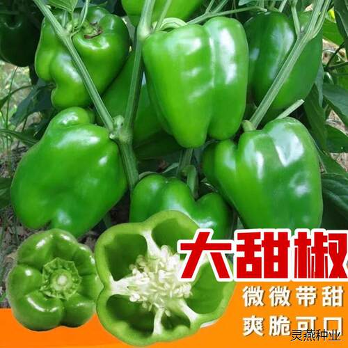 薄皮青椒大圆椒薄皮辣椒种籽青圆椒柿子椒大甜椒辣椒甜味辣椒