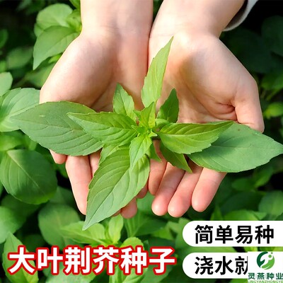 荆芥菜种籽河南大叶荆棘种子菜籽夏季四季盆栽荆菜荆芥蔬菜苗孑籽