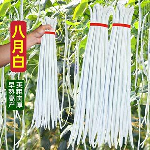 八月白豆角 白豇豆 上架豆角四季长豆角白玉豆角白色蔬菜籽种子