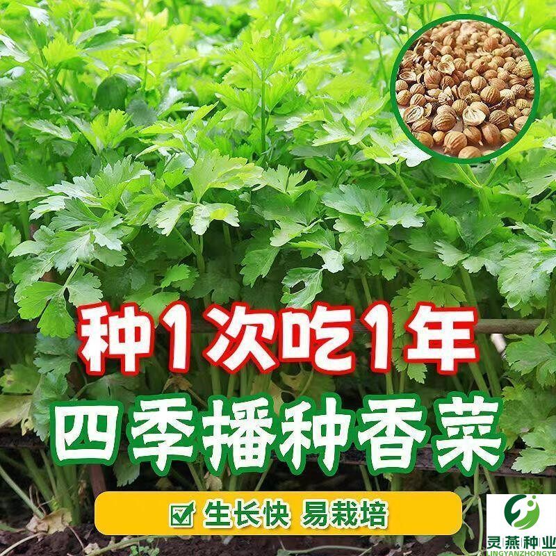 四季香菜种子阳台室内花卉盆栽庭院蔬菜芫荽种子四季可播种种籽