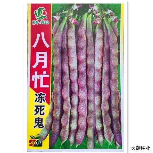 八月忙冻死鬼豆角种子耐寒耐热高产量无筋芸豆角种子长芸豆四季播