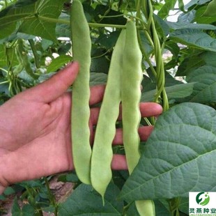 摘不败绿龙宽扁四季豆种子春秋高产农家庭院耐老化豆角菜豆种籽孑
