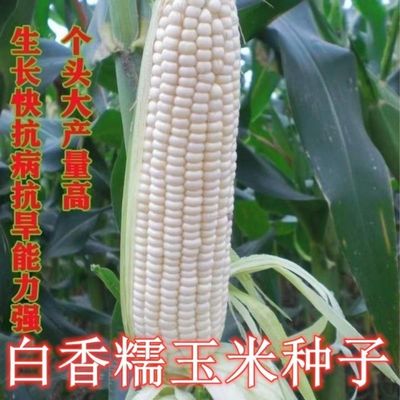 白香加糯玉米种子香软糯白玉米种籽高产量耐热抗病早熟粮食种子