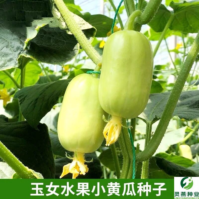 (拍2发3)迷你玉女黄瓜种子水果黄瓜籽玉小黄瓜阳台盆栽庭院蔬种籽