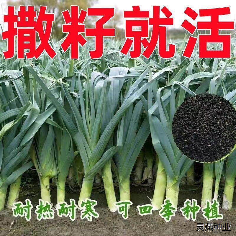 四季宽叶蒜苗种子一年四季三茬连续采收白皮蒜苗籽农家耐寒蔬菜籽