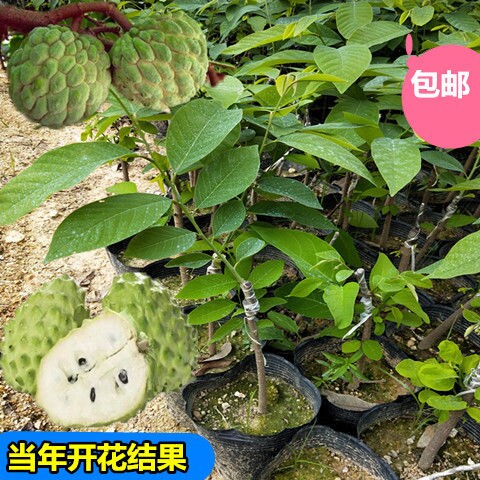 释迦果树苗 台湾番荔枝苗 番鬼荔枝嫁接当年结果南方种植盆栽果树