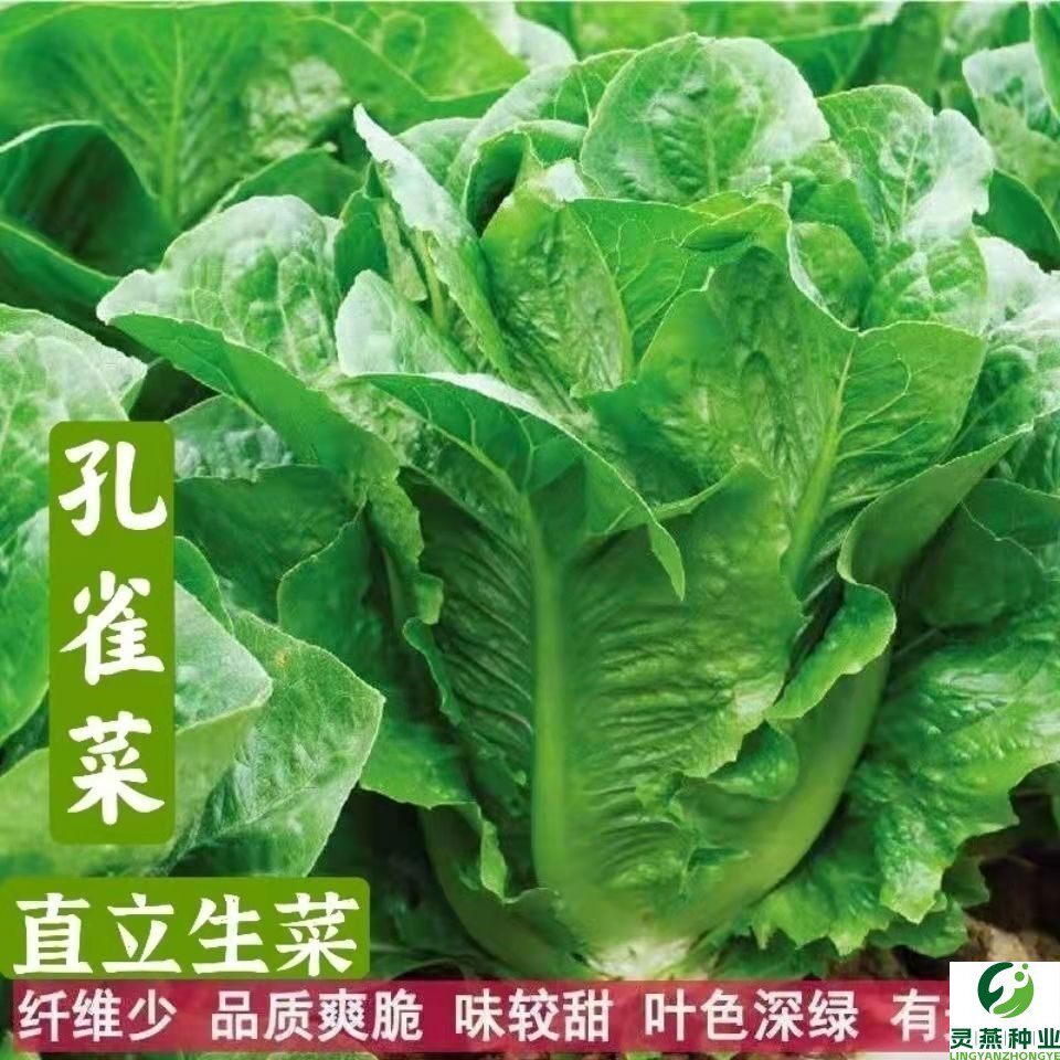 孔雀菜种子四季高钙菜直立生菜种籽四季沙拉菜种子春秋冬蔬菜种子