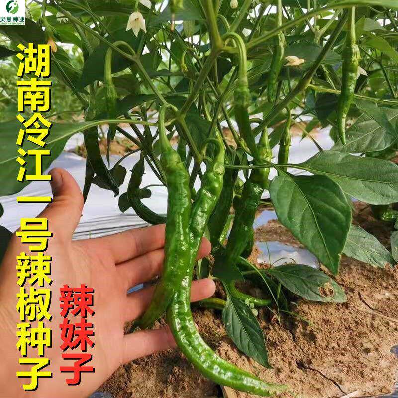 辣椒湖南本地辣椒老品种辣椒种薄皮特辣香辣湖南辣椒辣椒籽