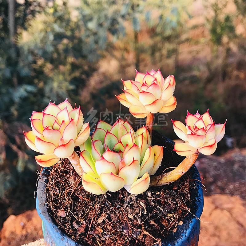 多肉植物慈禧飘枝小老桩 豪华精品品相玉露盆栽花卉绿植组合室内