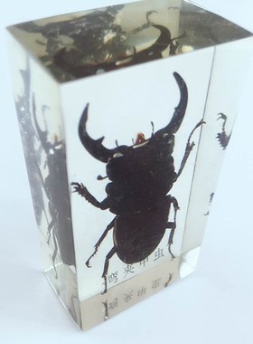 Insect Embedding Specimens Real Beetle Weevil Cockroach Spec