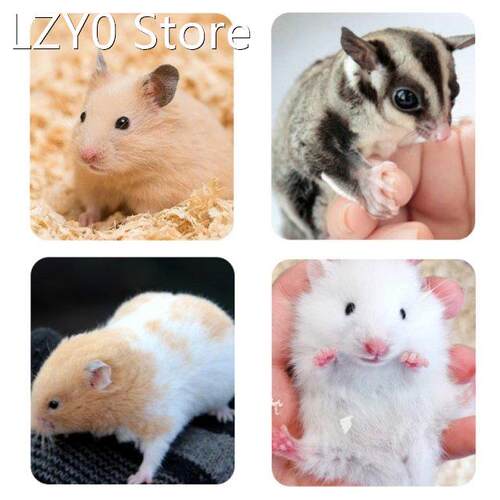 Hamster Bathroom Plastic Transparent Bathing Sand Box for Ch