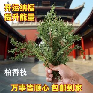 正宗西藏藏香柏枝叶浓香型煨桑烟藏地树枝天然香柏叶天然藏香家用