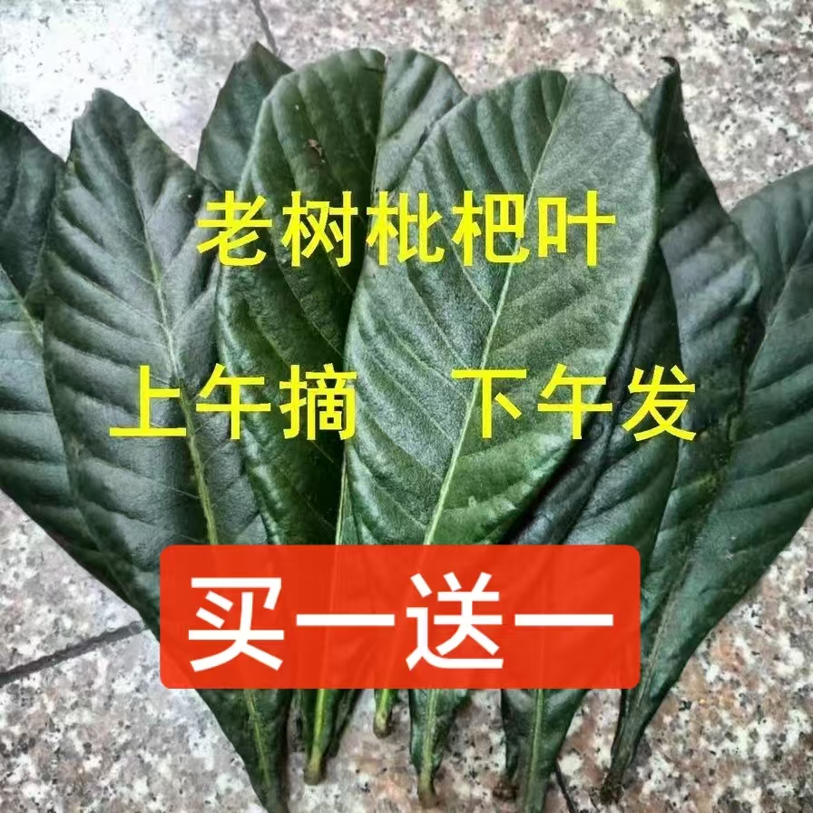可食用枇杷叶新鲜500g克煮水老枇杷叶现摘琵琶叶茶中药材无农药