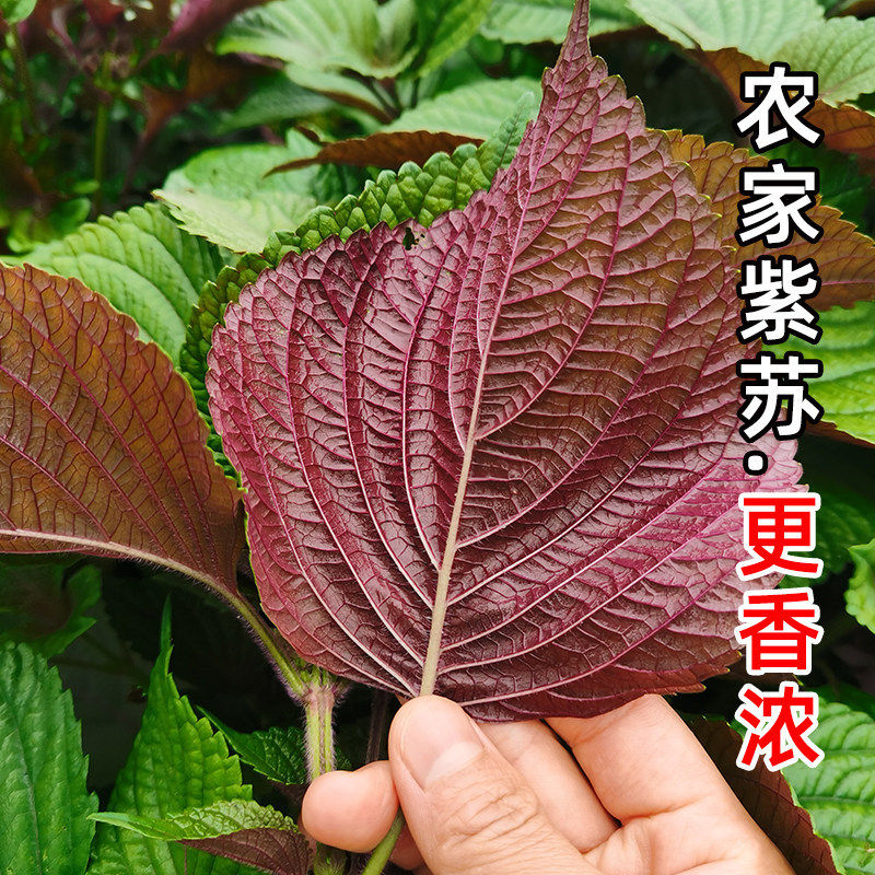 现摘新鲜紫苏叶食用香料烧菜烧鱼紫苏叶的功效与作用苏子叶包饭叶