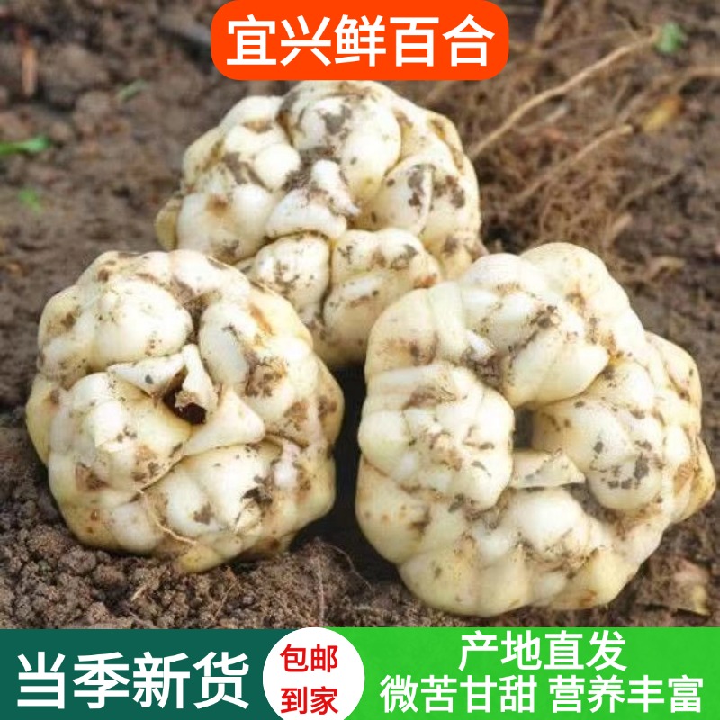 2025宜兴新鲜百合特产纯食用农家天然百合无硫微苦包邮1000g2500g