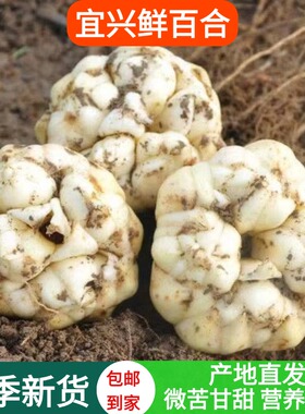 2025宜兴新鲜百合特产纯食用农家天然百合无硫微苦包邮1000g2500g