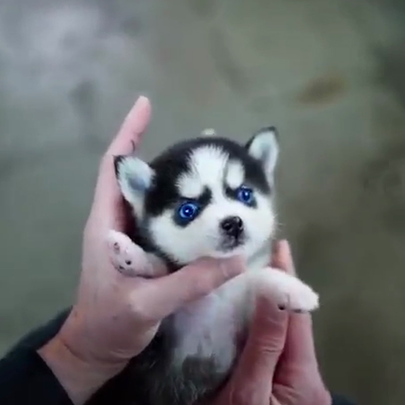 哈士奇幼犬纯种蓝眼二哈幼崽雪橇犬阿拉斯加幼犬宠物狗狗活物小狗