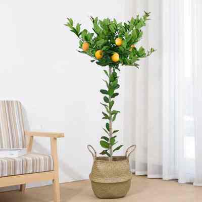 网红柠檬树盆栽棒棒糖造型室内阳台净化空气大型四季常青香水柠檬