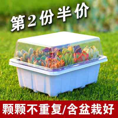 多肉植物新款组合盆栽室内创意小微景观肉肉植物含盆带土栽好发货