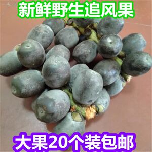 追风果正宗越南泡酒刺虎现摘外用