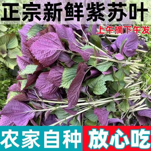 紫苏叶新鲜食用牛蛙鱼虾田螺蛳粉香料包饭叶增香去腥提鲜食材现摘