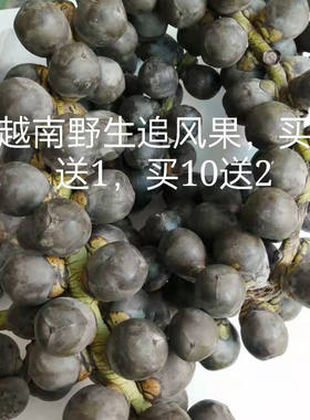 越南正宗新鲜追风果刺虎现采摘野生鲜果10个20个果泡酒外用包邮