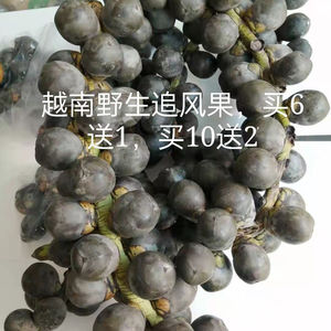 越南正宗新鲜追风果刺虎现采摘野生鲜果10个20个果泡酒外用包邮