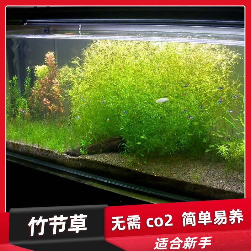 印度小竹节竹节草真水草水族箱鱼缸造景观赏新手懒人阴性水草繁殖