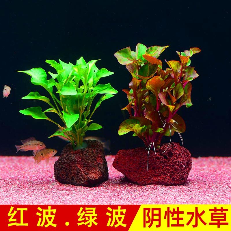 绿波水草迷你红波阴性前景鱼缸水族装饰新手懒人淡水活体增氧植物